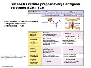 Shema preuzeta iz knjige Basic Immunology,
Abbas i Lichtman, iskljućivo za potrebe
predavanja
Sličnosti i razlike prepoznavanja antigena
od strane BCR i TCR
www.belimantil.info
 
