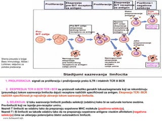 1. PROLIFERACIJA: signali za proliferaciju i preživljavanje preko IL7R i intaktnih TCR ili BCR
Shema preuzeta iz knjige
Basic Immunology, Abbas i
Lichtman, iskljućivo za
potrebe predavanja
2. EKSPRESIJA TCR ili BCR:TCR i BCR su proizvodi nekoliko genskih lokusa/segmenata koji se rekombinuju
(preuređuju) tokom sazrevanja limfocita dajući receptore različitih specifičnosti za antigen. Ekspresija TCR i BCR
različitih specifičnosti je najvažnije zbivanje tokom sazrevanja limfocita.
3. SELEKCIJA: U toku sazrevanja limfociti podležu selekciji (odabiru) kako bi se sačuvale korisne osobine.
Pre-limfociti koji ne ispolje pre-receptor umiru.
Nezreli T limfociti se odabiru tako da prepoznaju sopstvene MHC molekule (pozitivna selekcija).
Nezreli T i B limfociti se takođe odabiru tako da ne prepoznaju sopstvene antigene visokim afinitetom (negativna
selekcija) čime se uklanjaju potencijalno štetni autoreaktivni limfociti.
www.belimantil.info
 