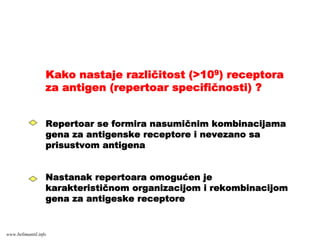 Kako nastaje različitost (>109) receptora
za antigen (repertoar specifičnosti) ?
Repertoar se formira nasumičnim kombinacijama
gena za antigenske receptore i nevezano sa
prisustvom antigena
Nastanak repertoara omogućen je
karakterističnom organizacijom i rekombinacijom
gena za antigeske receptore
www.belimantil.info
 