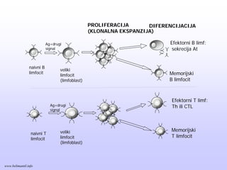 PROLIFERACIJA
(KLONALNA EKSPANZIJA)
DIFERENCIJACIJA
naivni B
limfocit
Ag+drugi
signal
veliki
limfocit
(limfoblast)
Efektorni B limf:
sekrecija At
Memorijski
B limfocit
naivni T
limfocit
veliki
limfocit
(limfoblast)
Memorijski
T limfocit
Efektorni T limf:
Th ili CTLAg+drugi
signal
www.belimantil.info
 