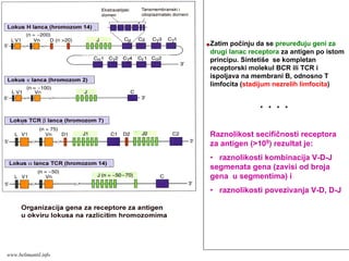 Zatim počinju da se preuređuju geni za
drugi lanac receptora za antigen po istom
principu. Sintetiše se kompletan
receptorski molekul BCR ili TCR i
ispoljava na membrani B, odnosno T
limfocita (stadijum nezrelih limfocita)
* * * *
Raznolikost secifičnosti receptora
za antigen (>109) rezultat je:
• raznolikosti kombinacija V-D-J
segmenata gena (zavisi od broja
gena u segmentima) i
• raznolikosti povezivanja V-D, D-J
www.belimantil.info
 