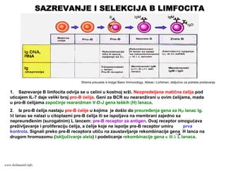 1. Sazrevanje B limfocita odvija se u celini u kostnoj srži. Neopredeljena matična ćelija pod
uticajem IL-7 daje veliki broj pro-B ćelija. Geni za BCR su nearanžirani u ovim ćelijama, mada
u pro-B ćelijama započinje rearanžman V-D-J gena teških (H) lanaca.
2. Iz pro-B ćelija nastaju pre-B ćelije u kojima je došlo do preuređenja gena za Hμ lanac Ig.
Μ lanac se nalazi u citoplazmi pre-B ćelija ili se ispoljava na membrani zajedno sa
nepreuređenim (surogatnim) L lancem: pre-B receptor za antigen. Ovaj receptor omogućava
preživljavanje i proliferaciju ćelija, a ćelije koje ne ispolje pre-B receptor umiru prva
kontrola. Signali preko pre-B receptora utiču na zaustavljanje rekombinacije gena H lanca na
drugom hromozomu (isključivanje alela) i podsticanje rekombinacije gena κ ili λ L lanaca.
Shema preuzeta iz knjige Basic Immunology, Abbas i Lichtman, iskljućivo za potrebe predavanja
SAZREVANJE I SELEKCIJA B LIMFOCITA
www.belimantil.info
 