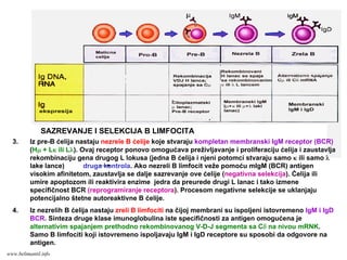 SAZREVANJE I SELEKCIJA B LIMFOCITA
3. Iz pre-B ćelija nastaju nezrele B ćelije koje stvaraju kompletan membranski IgM receptor (BCR)
(Hμ + Lκ ili Lλ). Ovaj receptor ponovo omogućava preživljavanje i proliferaciju ćelija i zaustavlja
rekombinaciju gena drugog L lokusa (jedna B ćelija i njeni potomci stvaraju samo κ ili samo λ
lake lance) druga kontrola. Ako nezreli B limfocit veže pomoću mIgM (BCR) antigen
visokim afinitetom, zaustavlja se dalje sazrevanje ove ćelije (negativna selekcija). Ćelija ili
umire apoptozom ili reaktivira enzime jedra da preurede drugi L lanac i tako izmene
specifičnost BCR (reprogramiranje receptora). Procesom negativne selekcije se uklanjaju
potencijalno štetne autoreaktivne B ćelije.
4. Iz nezrelih B ćelija nastaju zreli B limfociti na čijoj membrani su ispoljeni istovremeno IgM i IgD
BCR. Sinteza druge klase imunoglobulina iste specifičnosti za antigen omogućena je
alternativim spajanjem prethodno rekombinovanog V-D-J segmenta sa Cδ na nivou mRNK.
Samo B limfociti koji istovremeno ispoljavaju IgM i IgD receptore su sposobi da odgovore na
antigen.
www.belimantil.info
 