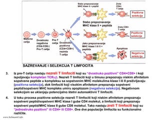 SAZREVANJE I SELEKCIJA T LIMFOCITA
3. Iz pre-T ćelija nastaju nezreli T limfociti koji su “dvostruko pozitivni” CD4+CD8+ i koji
ispoljavaju kompletan TCRαβ. Nezreli T limfociti koji u timusu prepoznaju niskim afinitetom
sopstvene peptide u kompleksu sa sopstvenim MHC molekulima klase I ili II preživljavaju
(pozitivna selekcija), dok limfociti koji visokim afinitetom prepoznaju sopstveni
peptid/sopstveni MHC kompleks umiru apoptozom (negativna selekcija). Negativnom
selekcijom se uklanjaju potencijalno štetni autoreaktivni T limfociti.
4. U toku procesa pozitivne selekcije nezreli T limfociti koji niskim afinitetom prepoznaju
sopstveni peptid/sopstveni MHC klase I gube CD4 molekul, a limfociti koji prepoznaju
sopstveni peptid/MHC klase II gube CD8 molekul. Tako nastaju zreli T limfociti koji su
“jednostruko pozitivni” ili CD4+ ili CD8+. Ove dve populacije limfocita su funkcionalno
različite.
www.belimantil.info
 