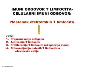 IMUNI ODGOVOR T LIMFOCITA-
CELULARNI IMUNI ODGOVOR:
Nastanak efektorskih T limfocita
Faze :
1. Prepoznavanje antigena
2. Aktivacija T limfocita
3. Proliferacija T limfocita (ekspanzija klona)
4. Diferencijacija naivnih T limfocita u
efektorske ćelije
www.belimantil.info
 