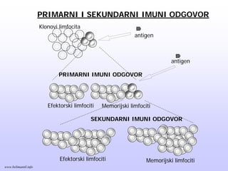 Memorijski limfociti
PRIMARNI I SEKUNDARNI IMUNI ODGOVOR
Memorijski limfocitiEfektorski limfociti
Klonovi limfocita
Efektorski limfociti
antigen
antigen
PRIMARNI IMUNI ODGOVOR
SEKUNDARNI IMUNI ODGOVOR
www.belimantil.info
 