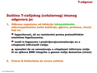 Suština T-ćelijskog (celularnog) imunog
odgovora je:
1. Odbrana organizma od infekcija intracelularnim
mikroorganizmima (neke bakterije, gljivice, protozoe, virusi)
koji su:
fagocitovani, ali su rezistentni prema proteolitičkim
enzimima fagolizozoma;
izašli iz fagozoma i preživljavaju/umnožavaju se u
citoplazmi inficiranih ćelija;
sposobni da se umnožavaju u citoplazmi inficirane ćelije
ili se njihova DNK integriše u genom ćelije domaćina (virusi)
2. Pomoć B limfocitima da stvore antitela
T-odgovor
www.belimantil.info
 