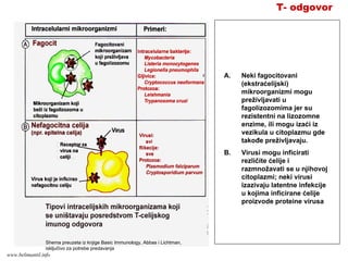 T- odgovor
A. Neki fagocitovani
(ekstraćelijski)
mikroorganizmi mogu
preživljavati u
fagolizozomima jer su
rezistentni na lizozomne
enzime, ili mogu izaći iz
vezikula u citoplazmu gde
takođe preživljavaju.
B. Virusi mogu inficirati
rezličite ćelije i
razmnožavati se u njihovoj
citoplazmi; neki virusi
izazivaju latentne infekcije
u kojima inficirane ćelije
proizvode proteine virusa
Shema preuzeta iz knjige Basic Immunology, Abbas i Lichtman,
isključivo za potrebe predavanja
www.belimantil.info
 