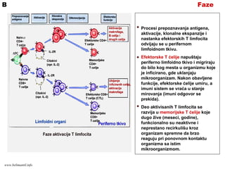 FazeB
Procesi prepoznavanja antigena,
aktivacije, klonalne ekspanzije i
nastanka efektorskih T limfocita
odvijaju se u perifernom
limfoidnom tkivu.
Efektorske T ćelije napuštaju
periferno limfoidno tkivo i migriraju
do bilo kog mesta u organizmu koje
je inficirano, gde uklanjaju
mikroorganizam. Nakon obavljene
funkcije, efektorske ćelije umiru, a
imuni sistem se vraća u stanje
mirovanja (imuni odgovor se
prekida).
Deo aktivisanih T limfocita se
razvija u memorijske T ćelije koje
dugo žive (meseci, godine),
funkcionalno su neaktivne i
neprestano recirkulišu kroz
organizam spremne da brzo
reaguju pri ponovnom kontaktu
organizma sa istim
mikroorganizmom.
www.belimantil.info
 