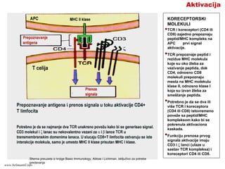 Aktivacija
TCR i koreceptori (CD4 ili
CD8) zajedno prepoznaju
peptid/MHC kompleks na
APC prvi signal
aktivacije.
TCR prepoznaje peptid i
rezidue MHC molekula
koje su oko žleba za
vezivanje peptida, dok
CD4, odnosno CD8
molekuli prepoznaju
mesta na MHC molekulu
klase II, odnosno klase I
koja su izvan žleba za
smeštanje peptida.
Potrebno je da se dva ili
više TCR i koreceptora
(CD4 ili CD8) istovremeno
poveže sa peptid/MHC
kompleksom kako bi se
pokrenula aktivaciona
kaskada.
Funkciju prenosa prvog
signala aktivacije imaju
CD3 i ζ lanci (ulaze u
sastav TCR kompleksa) i
koreceptori CD4 ili CD8.
KORECEPTORSKI
MOLEKULI
Shema preuzeta iz knjige Basic Immunology, Abbas i Lichtman, isključivo za potrebe
predavanja
www.belimantil.info
 