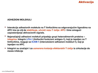 Aktivacija
ADHEZIONI MOLEKULI
Interakcija adhezionih molekula na T limfocitima sa odgovarajućim ligandima na
APC ima za cilj da stabilizuje, učvrsti vezu T ćelija: APC i time omogući
uspostavljanje aktivacionih signala.
Najznačajniji adhezioni molekuli pripadaju grupi heterodimernih proteina –
integrina. Integrin LFA-1 (limfocitni funkcioni antigen-1), koji je ispoljen na T
limfocitima, reaguje sa ICAM-1 (intercelularni adhezioni molekul-1), koji je
ispoljen na APC.
Integrini su značajni i za usmereno kretanje efektorskih T ćelija iz cirkulacije do
mesta infekcije
www.belimantil.info
 