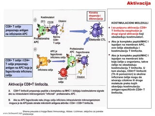 Aktivacija
KOSTIMULACIONI MOLEKULI
I za potpunu aktivaciju CD8+
T limfocita neophodan je
drugi signal aktivacije koji
obezbeđuju kostimulatori.
Ako je kompleks peptid/MHC I
ispoljen na membrani APC,
ove ćelije obezbeđuju i
kostimulaciju T limfocita.
Ako je kompleks peptid/MHC I
ispoljen na membrani bilo
koje ćelije u organizmu, takve
ćelije ne obezbežuju
kostimulaciju T limfocita. U
tom slučaju, CD4+T limfociti
(Th ili pomoćnici) iz okoline
inficirane ćelije mogu da
stvaraju citokine ili druge
molekule preko kojih
obavljaju kostimulaciju
antigen-specifičnih CD8+ T
limfocita.
Shema preuzeta iz knjige Basic Immunology, Abbas i Lichtman, isključivo za potrebe
predavanjawww.belimantil.info
 