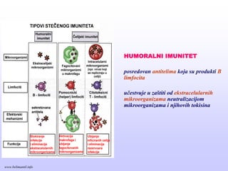 HUMORALNI IMUNITET
posredovan antitelima koja su produkti B
limfocita
učestvuje u zaštiti od ekstracelularnih
mikroorganizama neutralizacijom
mikroorganizama i njihovih tokisina
www.belimantil.info
 