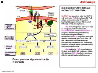 AktivacijaB
BIOHEMIJSKI PUTEVI SIGNALA
AKTIVACIJE T LIMFOCITA
Ca-NFAT put započinje tako što ZAP-70
vrši aktivaciju PLC (fosfolipaza C). PLC
deluje na membranske IP (inozitol
fosfolipidi) cepajući ih na IP3 (inozitol
trifosfat) i DAG (diacilglicerol.
- IP3 stimuliše porast Ca++ jona koji
se vezuju za protein kalmodulin.
Ca++kalmodulin aktiviše kalcineurin, a
ovaj vrši defosforilaciju citosolnog
transkripcionog faktora NFAT.
Defosforilisani NFAT migrira u jedro gde
aktiviše promotore gena za IL-2 i IL-2R
(lek ciklosporin inhibira aktivnost
kalcineurina i tako sprečava produkciju
citokina; primena leka u transplantaciji i
autoimunim bolestima)
- DAG aktiviše PKC (protein kinaza
C), koja aktiviše NF-kB (nuklearni faktor-
κB); aktivisani NF-κB odlazi u jedro gde
aktiviše transkripciju nekoliko gena.
www.belimantil.info
 