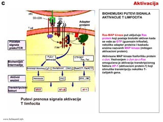 AktivacijaC
BIOHEMIJSKI PUTEVI SIGNALA
AKTIVACIJE T LIMFOCITA
Ras-MAP kinaza put uključuje Ras
protein koji postaje biološki aktivan kada
se veže za GTP (guanozin trifosfat),
nekoliko adapter proteina i kaskadu
enzima nazvanih MAP kinaze (mitogen
aktivacioni protein).
Aktivisane MAP kinaze fosforilišu protein
c-Jun. Vezivanjem c-Jun za c-Fos
omogućena je aktivacija transkripcionog
faktora AP-1 (aktivacioni protein-1) koji
stimuliše transkripciju nekoliko T-
ćelijskih gena.
www.belimantil.info
 