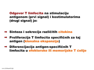 Odgovor T limfocita na stimulaciju
antigenom (prvi signal) i kostimulatorima
(drugi signal) je:
Sinteza i sekrecija različitih citokina
Proliferacija T limfocita specifičnih za taj
antigen (klonalna ekspanzija)
Diferencijacija antigen-specifičnih T
limfocita u efektorske ili memorijske T ćelije
www.belimantil.info
 