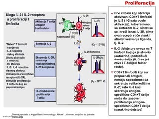 Proliferacija
Prvi citokin koji stvaraju
aktivisani CD4+T limfociti
je IL-2 (1-2 sata posle
aktivacije); istovremeno
sa sintezom IL-2, sintetiše
se i treći lanac IL-2R, čime
ovaj receptr stiče visoki
afinitet vezivanja liganda,
tj. IL-2.
IL-2 deluje pre svega na T
limfocit koji ga je stvorio
(autokrino) podstičući
deobu ćelije (IL-2 se još
zove i T-ćelijski faktor
rasta).
CD8+T limfociti koji su
prepoznali antigen,
nemaju sposobnost da
sekretuju velike količine
IL-2; zato IL-2 koji
sekretuju antigen-
specifične CD4+T ćelije
može da izazove i
proliferaciju antigen-
specifičnih CD8+T ćelija
(parakrino dejstvo)
Shema preuzeta iz knjige Basic Immunology, Abbas i Lichtman, isključivo za potrebe
predavanjawww.belimantil.info
 
