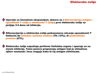 Efektorske ćelije
Uporedo sa klonalnom ekspanzijom, dešava se i diferencijacija antigen-
specifičnih T ćelija u efektorske T ćelije; prve efektorske ćelije se
javljaju 3-4 dana od infekcije.
Diferencijacija u efektorske ćelije podrazumeva sticanje sposobnosti T
limfocita da sintetišu različite citokine (Th i CTL), ili proteolitičke
proteine (CTL).
Efektorske ćelije napuštaju periferne limfoidne organe i upućuju se na
mesto infekcije. Tamo ponovo prepoznaju antigen koji je stimulisao
njihov nastanak i brzo reaguju kako bi taj antigen eliminisale.
www.belimantil.info
 