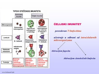 ĆELIJSKI IMUNITET
posredovan T limfocitima
učestvuje u odbrani od intraćelularnih
mikroorganizama
Aktivacijom fagocita
Aktivacijom citotoksičnih limfocita
www.belimantil.info
 