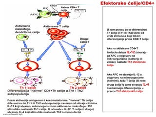 Efektorske ćelije/CD4+
U kom pravcu će se diferencirati
Th ćelije (Th1 ili Th2) tavisi od
vrste stimulusa koje tokom
diferencijacije prima CD4+T ćelija:
Ako na aktivisane CD4+T
limfocite deluje IL-12 (stvaraju
ga APC u odgovoru na
mikroorganizme (bakterije ili
viruse), nastaće Th1 efektorske
ćelije.
Ako APC ne stvaraju IL-12 u
odgovoru na mikroorganizme
(helminti), tada T ćelije (ili neke
druge ćelije?) same stvaraju IL-4
i usmeravaju diferencijaciju u
pravcu Th2 efektorskih ćelija.
www.belimantil.info
 