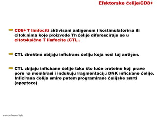 Efektorske ćelije/CD8+
CD8+ T limfociti aktivisani antigenom i kostimulatorima ili
citokinima koje proizvode Th ćelije diferenciraju se u
citotoksične T limfocite (CTL).
CTL direktno ubijaju inficiranu ćeliju koja nosi taj antigen.
CTL ubijaju inficirane ćelije tako što luče proteine koji prave
pore na membrani i indukuju fragmentaciju DNK inficirane ćelije.
Inficirana ćelija umire putem programirane ćelijske smrti
(apoptoze)
www.belimantil.info
 