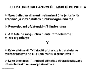EFEKTORSKI MEHANIZMI ĆELIJSKOG IMUNITETA
Specijalizovani imuni mehanizmi čija je funkcija
eradikacija intracelularnih mikroorganizmama
Posredovani efektorskim T-limfocitima
Antitela ne mogu eliminisati intracelularne
mikroorganizme
?
Kako efektorski T-limfociti pronalaze intracelularne
mikroorganizme na bilo kom mestu u organizmu ?
Kako efektorski T-limfociti eliminišu infekcije izazvane
intracelularnim mikroorganizmima ?
www.belimantil.info
 