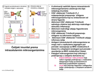 Ćelijski imunitet prema
intracelularnim mikroorganizmima
• U eliminaciji različitih tipova intracelularnih
mikroorganizmama učestvuje dva tipa
ćelijskog imuniteta
• CD4+ efektorski T-limfociti (TH1
subpopulacija) prepoznaju antigene
mikroorganizama koji su endocitovani od
strane fagocita
• Aktivirani CD4+ efektorski T-limfociti
sekretuju citokine koji aktiviraju makrofage i
stimulišu inflamaciju
• Aktivirani makrofagi ubijaju fagocitovane
mikroorganizme
• CD8+ efektorski T-limfociti prepoznaju
antigene na inficiranim ćelijama.
• Aktivisani CD8+ efektorski T-limfociti ubijaju
inficirane ćelije
• Antigeni intracelularnih mikroorganizma se
mogu naći u vezikulama (egzogeni put
prerade i asocijacija sa MHC molekulima II
klase) ili u citoplazmi (endogeni put prerade i
asocijacija sa MHC molekulima I klase)
• Patogeni mikroorganizmi koji inficiraju i
preživljavaju u ćelijama domaćina su:
1) brojne bakterije i neke protozoe koje
nakon ingestije preživljavaju u vezikulama
izbegavajući fuziju sa lizozomima ili
delovanje proteolitičkih supstanci;
2) virusi koji inficiraju fagocitne i nefagocitne
ćelije i preživljavaju u citoplazmi zaraženih
ćelija
www.belimantil.info
 