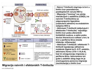 Migracija naivnih i efektorskih T-limfocita
• Naivni T-limfociti migriraju iz krvi u
limfni čvor posredstvom
postkapilarnih venula HEV-a
• Migracija (“homing”) se odvija
interakcijom L-selektina (CD62L) na
naivnim T-limfocitima sa
odgovarajućim ligandima
(vaskularni adresini) na endotelnim
ćelijama HEV-a
• Aktivisani T-limfociti (uključujući i
efektorske T-limfocite) napuštaju
limfni čvor preko eferentnih
limfatičkih sudova, a zatim preko
ductus thoracicus-a odlaze u krv; Iz
krvi u periferna tkiva (mesta
infekcije, inflamacije)
• Aktivisani T-limfociti i efektorski T-
limfociti ispoljavaju adhezivne
molekule (ligand za E- ili P- selektin,
aktivisanu formu LFA-1 i VLA-4),
koji im omogućavaju migraciju u
periferna tkiva. Istovremeno oni
gube L-selektin zbog čega im je
onemugućena ponovna migracija
(recirkulacija) u limfni čvor
www.belimantil.info
 