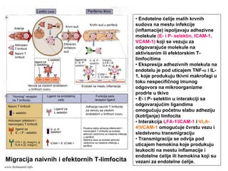 Migracija naivnih i efektornih T-limfocita
• Endotelne ćelije malih krvnih
sudova na mestu infekcije
(inflamacije) ispoljavaju adhezivne
molekule (E- i P- selektin, ICAM-1,
VCAM-1) koji se vezuju za
odgovarajuće molekule na
aktivisanim ili efektorskim T-
limfocitima
• Ekspresija adhezivnih molekula na
endotelu je pod uticajem TNF-α i IL-
1, koje produkuju tkivni makrofagi u
toku nespecifičnog imunog
odgovora na mikroorganizme
prodrle u tkivo
• E- i P- selektin u interakciji sa
odgovarajućim ligandima
omogućuju početnu slabu adheziju
(kotrljanje) limfocita
• Interakcija LFA-1ICAM-1 i VLA-
4VCAM-1 omogućuje čvrstu vezu i
sledstvenu transmigraciju
• Transmigracija se odvija pod
uticajem hemokina koje produkuju
leukociti na mestu inflamacije i
endotelne ćelije ili hemokina koji su
vezani za endotelne ćelije.
www.belimantil.info
 