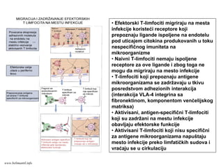 • Efektorski T-limfociti migriraju na mesta
infekcije koristeći receptore koji
prepoznaju ligande ispoljene na endotelu
pod uticajem citokina produkovanih u toku
nespecifičnog imuniteta na
mikroorganizme
• Naivni T-limfociti nemaju ispoljene
receptore za ove ligande i zbog toga ne
mogu da migriraju na mesto infekcije
• T-limfociti koji prepoznaju antigene
mikroorganizama se zadržavaju u tkivu
posredstvom adhezionih interakcija
(interakcija VLA-4 integrina sa
fibronektinom, komponentom venćelijskog
matriksa)
• Aktivisani, antigen-specifični T-limfociti
koji su zadržani na mestu infekcije
obavljaju efektorske funkcije
• Aktivisani T-limfociti koji nisu specifični
za antigene mikroorganizama napuštaju
mesto infekcije preko limfatičkih sudova i
vraćaju se u cirkulaciju
www.belimantil.info
 