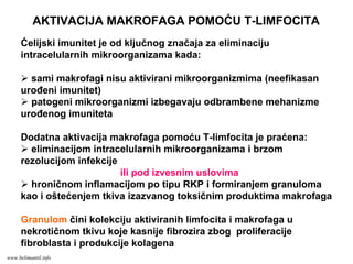 AKTIVACIJA MAKROFAGA POMOĆU T-LIMFOCITA
Ćelijski imunitet je od ključnog značaja za eliminaciju
intracelularnih mikroorganizama kada:
sami makrofagi nisu aktivirani mikroorganizmima (neefikasan
urođeni imunitet)
patogeni mikroorganizmi izbegavaju odbrambene mehanizme
urođenog imuniteta
Dodatna aktivacija makrofaga pomoću T-limfocita je praćena:
eliminacijom intracelularnih mikroorganizama i brzom
rezolucijom infekcije
ili pod izvesnim uslovima
hroničnom inflamacijom po tipu RKP i formiranjem granuloma
kao i oštećenjem tkiva izazvanog toksičnim produktima makrofaga
Granulom čini kolekciju aktiviranih limfocita i makrofaga u
nekrotičnom tkivu koje kasnije fibrozira zbog proliferacije
fibroblasta i produkcije kolagena
www.belimantil.info
 