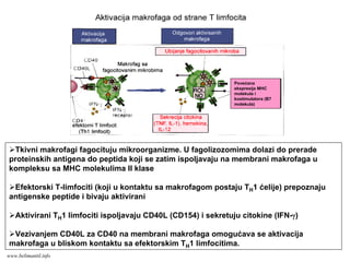 Povećana
ekspresija MHC
molekula i
kostimulatora (B7
molekula)
Tkivni makrofagi fagocituju mikroorganizme. U fagolizozomima dolazi do prerade
proteinskih antigena do peptida koji se zatim ispoljavaju na membrani makrofaga u
kompleksu sa MHC molekulima II klase
Efektorski T-limfociti (koji u kontaktu sa makrofagom postaju TH1 ćelije) prepoznaju
antigenske peptide i bivaju aktivirani
Aktivirani TH1 limfociti ispoljavaju CD40L (CD154) i sekretuju citokine (IFN-γ)
Vezivanjem CD40L za CD40 na membrani makrofaga omogućava se aktivacija
makrofaga u bliskom kontaktu sa efektorskim TH1 limfocitima.
www.belimantil.info
 