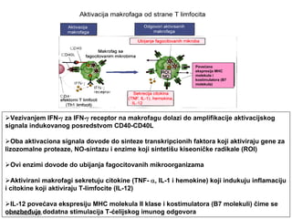 Povećana
ekspresija MHC
molekula i
kostimulatora (B7
molekula)
Vezivanjem IFN-γ za IFN-γ receptor na makrofagu dolazi do amplifikacije aktivacijskog
signala indukovanog posredstvom CD40-CD40L
Oba aktivaciona signala dovode do sinteze transkripcionih faktora koji aktiviraju gene za
lizozomalne proteaze, NO-sintazu i enzime koji sintetišu kiseoničke radikale (ROI)
Ovi enzimi dovode do ubijanja fagocitovanih mikroorganizama
Aktivirani makrofagi sekretuju citokine (TNF- α, IL-1 i hemokine) koji indukuju inflamaciju
i citokine koji aktiviraju T-limfocite (IL-12)
IL-12 povećava ekspresiju MHC molekula II klase i kostimulatora (B7 molekuli) čime se
obezbeđuje dodatna stimulacija T-ćelijskog imunog odgovorawww.belimantil.info
 