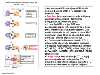 • Mehanizam citolize (ubijanja inficiranih
ćelija) od strane CD8+ CTL prolazi kroz
nekoliko faza
• Prva faza je faza prepoznavanja antigena
na inficiranim ćelijama i formiranje
konjugata CTL-inficirana ćelija
• U ovoj fazi CTL svojim TCR-om
prepoznaje peptid mikroorganizma u žlebu
MHC molekula I klase. Koreceptorski CD8
molekul se veže za α-3 domen α lanca MHC
molekula I klase čime se obezbeđuje bolja
adhezija i prenos signala aktivacije
• U formiranju čvršće veze između CTL i
ciljne ćelije učestvuju adhezioni molekuli
od kojih je najznačajnija interakcija između
CD2 (CTL) i LFA-3 (CD58) (ciljna ćelija), kao
i LFA-1 (CD11aCD18) (CTL) i ICAM-1 (CD54)
(ciljna ćelija)
• Druga faza je faza aktivacije CTL u kojoj
prenos signala aktivacije unutar CTL
dovodi do egzocitoze sadržaja granula CTL
na mestima kontakta sa ciljnim ćelijama
www.belimantil.info
 
