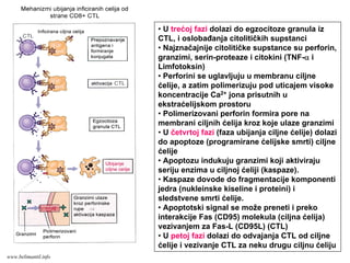 • U trećoj fazi dolazi do egzocitoze granula iz
CTL, i oslobađanja citolitičkih supstanci
• Najznačajnije citolitičke supstance su perforin,
granzimi, serin-proteaze i citokini (TNF-α i
Limfotoksin)
• Perforini se uglavljuju u membranu ciljne
ćelije, a zatim polimerizuju pod uticajem visoke
koncentracije Ca2+ jona prisutnih u
ekstraćelijskom prostoru
• Polimerizovani perforin formira pore na
membrani ciljnih ćelija kroz koje ulaze granzimi
• U četvrtoj fazi (faza ubijanja ciljne ćelije) dolazi
do apoptoze (programirane ćelijske smrti) ciljne
ćelije
• Apoptozu indukuju granzimi koji aktiviraju
seriju enzima u ciljnoj ćeliji (kaspaze).
• Kaspaze dovode do fragmentacije komponenti
jedra (nukleinske kiseline i proteini) i
sledstvene smrti ćelije.
• Apoptotski signal se može preneti i preko
interakcije Fas (CD95) molekula (ciljna ćelija)
vezivanjem za Fas-L (CD95L) (CTL)
• U petoj fazi dolazi do odvajanja CTL od ciljne
ćelije i vezivanje CTL za neku drugu ciljnu ćeliju
www.belimantil.info
 