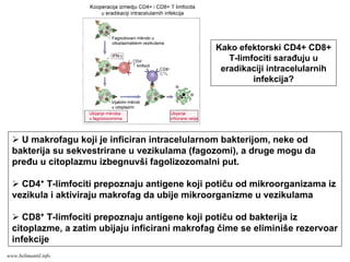 U makrofagu koji je inficiran intracelularnom bakterijom, neke od
bakterija su sekvestrirane u vezikulama (fagozomi), a druge mogu da
pređu u citoplazmu izbegnuvši fagolizozomalni put.
CD4+ T-limfociti prepoznaju antigene koji potiču od mikroorganizama iz
vezikula i aktiviraju makrofag da ubije mikroorganizme u vezikulama
CD8+ T-limfociti prepoznaju antigene koji potiču od bakterija iz
citoplazme, a zatim ubijaju inficirani makrofag čime se eliminiše rezervoar
infekcije
Kako efektorski CD4+ CD8+
T-limfociti sarađuju u
eradikaciji intracelularnih
infekcija?
www.belimantil.info
 