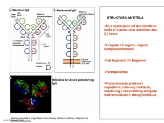 STRUKTURA ANTITELA
-At je sastavljeno od dva identična
teška (H) lanca i dva identična laka
(L) lanca
-V regioni i C regioni; regioni
komplementarnosti
-Fab fragment; Fc fragment
-Paratop/epitop
-Prepoznavanje proteina i
neproteina, nativnog molekula,
solubilnog i nesolubilnog antigena,
makromolekula ili malog molekula
Shema preuzeta iz knjige Basic Immunology, Abbas i Lichtman, iskljućivo za
potrebe predavanjawww.belimantil.info
 