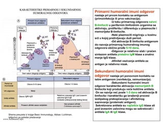 Primarni humoralni imuni odgovor
nastaje pri prvom kontaktu sa antigenom
(primoinfekcija ili prva vakcinacija).
-U toku primarnog odgovora naivni
B-limfociti u perifernim limfoidnim organima se
aktiviraju, proliferišu i diferentuju u plazmocite i
memorijske B-limfocite.
-Neki plazmociti migriraju u kostnu
srž u kojoj preživljavaju duži period.
-Od aktivacije B limfocita antigenom
do razvoja primarnog humoralnog imunog
odgovora obično prođe 5-10 dana.
-Odgovor je relativno slab i praćen
sintezom antitela pretežno IgM klase a znatno
manje IgG klase.
-Afinitet vezivanja antitela za
antigen je relativno nizak.
Sekundarni humoralni imuni
odgovor nastaje pri ponovnom kontaktu sa
istim antigenom (reinfekcija, reimunizacija).
-Sekundarni humoralni imuni
odgovor karakteriše aktivacija memorijskih B
limfocita koji produkuju veće količine antitela.
On se razvija već posle 1-3 dana od aktivacije B
limfocita i karakterišu ga izraženiji procesi
izotipskog prekopčavanja i afinitetnog
sazrevanja (proteinski antigeni).
Sekretovana antitela su najčešće IgG klase ali
pod izvesnim uslovima mogu se sekretovati i
antitela IgA ili IgE klase.
Shema preuzeta iz knjige Basic Immunology, Abbas i Lichtman,
iskljućivo za potrebe predavanja
www.belimantil.info
 