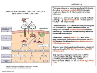 Vezivanje antigena za membranske Ig na B-limfocitu
dovodi do grupisanja molekula BCR. Pri tome je
neophodno da se dva ili više receptora premoste
antigenom.
- Sledi prenos aktivacionih signala unutar B-limfocita
preko Ig-α i Ig-β (fosforilacija ITAM sekvenci pomoću
Fyn, Lyn i Blk tirozin kinaze.
- Za fosfotirozine na ITAM sekvencama priljubljuje se
Syk tirozin kinaza koja se takođe fosforiliše, što
omogućava vezivanje adaptornih proteina i njihovu
fosforilaciju. U narednom procesu stvaraju se brojni
biohemijski intermedijeri.
- Syk tirozin kinaza aktiviše PLC γ-1, koja preko
razgradnje membranskih inozitolfosfolipida (na ITP i
DAG) dovodi do aktivacije kalcijum-kalcineurinskog i
PKC aktivacionog puta.
-Signalni putevi koji započinju aktivacijom adaptornih
proteina stimulišu RAS-MAP kinazni put i Rac-JNK
aktivacioni put.
Dalji signalni proces preko aktivacije različitih
enzima je sličan aktivaciji T limfocita a njihova
posledica je sinteza i aktivacija različitih
transkripcionih faktora kao što su NFAT, Myc, NF-kB
i AP-1.
Shema preuzeta iz knjige Basic Immunology, Abbas i
Lichtman, iskljućivo za potrebe predavanja
AKTIVACIJA
www.belimantil.info
 
