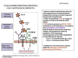Kada je sistem komplementa aktiviran
mikroorganizmima (ili polisaharidnim
antigenima) stvaraju se brojni fragmenti
komponenti komplementa.
Jedan od produkata, C3d, se vezuje za
receptor za C3d na B limfocitu (CR2,
CD21).
CR2 je tesno povezan sa CD19 i CD81
molekulima na B-limfocitima i oni zajedno
čine koreceptore na B ćelijama
Kada B-limfocit istovremeno prepozna
antigen mikroorganizma preko Ig
receptora i C3d vezanog za
mikroorganizam preko CR2 obezbeđena
su oba aktivaciona signala:
- Signal 1 se prenosi preko Ig-α i Ig-β
- Signal 2 se prenosi preko CD19
Sadejstvom oba aktivaciona signala
dolazi do aktivacije, proliferacije i
diferencijacije B-limfocita.
AKTIVACIJA
Shema preuzeta iz knjige Basic Immunology, Abbas i Lichtman, iskljućivo za
potrebe predavanjawww.belimantil.info
 