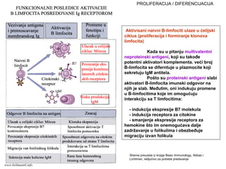 Aktivisani naivni B-limfociti ulaze u ćelijski
ciklus (proliferacija i formiranje klonova
limfocita)
Kada su u pitanju multivalentni
neproteinski antigeni, koji su takođe
potentni aktivatori komplementa. veći broj
B-limfocita se diferntuje u plazmocite koji
sekretuju IgM antitela.
Pošto su proteinski antigeni slabi
aktivatori B-limfocita imunski odgovor na
njih je slab. Međutim, oni indukuju promene
u B-limfocitima koje im omogućuju
interakciju sa T limfocitima:
- indukcija ekspresije B7 molekula
- indukcija receptora za citokine
- smanjenje ekspresije receptora za
hemokine što im onemogućava dalje
zadržavanje u folikulima i obezbeđuje
migraciju izvan folikula
PROLIFERACIJA / DIFERENCIJACIJA
Shema preuzeta iz knjige Basic Immunology, Abbas i
Lichtman, iskljućivo za potrebe predavanja
www.belimantil.info
 