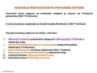 HUMORALNI IMUNI ODGOVOR NA PROTEINSKE ANTIGENE
Humoralni imuni odgovor na proteinske antigene je zavisan od T-limfocita
pomoćnika (CD4+ Th limfocita)
U ovim procesima neophodan je kontakt između B limfocita i CD4+ T-limfocita
Ovaj tip imunskog odgovora se odvija u više faza:
1. Aktivacija T-limfocita proteinskim antigenom i diferencijacija T-limfocita u
efektorske ćelije
2. Aktivacija B-limfocita antigenom i prezentacija antigenskih peptida
efektorskim T-limfocitima
3. Aktivacija B-limfocita od strane efektorskih CD4+ T-limfocita
4. Diferencijacija aktivisanih B-limfocita u efektorske ćelije
5. Indukcija procesa izotipskog prekopčavanja
6. Indukcija procesa afinitetnog sazrevanja
www.belimantil.info
 