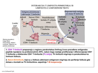 1. CD4+ T-limfociti prepoznaju u regionu parakorteksa limfnog čvora prerađene antigenske
peptide ispoljene na profesionalnim APC, nakon čega nastaje proliferacija i diferencijacija CD4+
T limfocita u efektorske CD4+ T-limfocite (Th ćelije). Th limfociti migriraju iz parakorteksa ka
limfnom folikulu.
2. Naivni B-limfociti, koji su u folikulu aktivisani antigenom migriraju do periferije folikula gde
dolaze u kontakt sa Th limfocitima- započinje T-B kooperacija.
Shema preuzeta iz
knjige Basic
Immunology, Abbas i
Lichtman, iskljućivo za
potrebe predavanja
www.belimantil.info
 