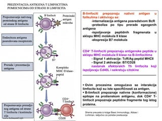 B-limfociti prepoznaju nativni antigen u
folikulima i aktiviraju se:
-internalizacija antigena posredstvom BcR
-proteoliza po tipu prerade egzogenih
antigena
-ispoljavanje peptidnih fragmenata u
sklopu MHC molekula II klase
-ekspresija B7 molekula
CD4+ T-limfociti prepoznaju antigenske peptide u
sklopu MHC molekula II klase na B-limfocitima
- Signal 1 aktivacije: TcR/Ag peptid MHCII
- Signal 2 aktivacije: B7/CD28
nastanak efektorskih Th limfocita koji
ispoljavaju Cd40L i sekretuju citokine
__________________________________________
Ovim procesima omogućava se interakcija
limfocita koji su iste specifičnosti za antigen.
B-limfocit prepoznaje nativne (konformacione)
epitope na protienskom antigenu, dok CD4+ T-
limfocit prepoznaje peptidne fragmente tog istog
proteina.
Shema preuzeta iz knjige Basic Immunology, Abbas i
Lichtman, iskljućivo za potrebe predavanja
www.belimantil.info
 