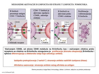 Vezivanjem CD40L od strane CD40 molekula na B-limfocitu kao i vezivanjem citokina preko
receptora za citokine na B-limfocitu omogućena je proliferacija (klonska ekspanzija) B-limfocita i
njihova diferencijacija u efektorske ćelije koje sekretuju antitela.
Izotipsko prekopčavanje (“switch”): stvaranje antitela različitih izotipova (klasa)
Afinitetno sazrevanje: stvaranje antitela većeg afiniteta za antigen
Shema preuzeta iz knjige Basic Immunology, Abbas i Lichtman, iskljućivo za potrebe predavanja
www.belimantil.info
 