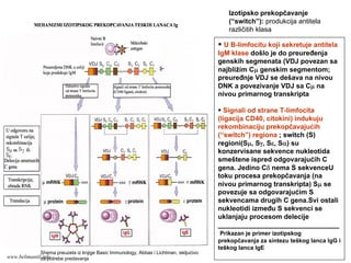 U B-limfocitu koji sekretuje antitela
IgM klase došlo je do preuređenja
genskih segmenata (VDJ povezan sa
najbližim Cμ genskim segmentom;
preuređnje VDJ se dešava na nivou
DNK a povezivanje VDJ sa Cμ na
nivou primarnog transkripta
Signali od strane T-limfocita
(ligacija CD40, citokini) indukuju
rekombinaciju prekopčavajućih
(“switch”) regiona ; switch (S)
regioni(Sμ, Sγ, Sε, Sα) su
konzervisane sekvence nukleotida
smeštene ispred odgovarajućih C
gena. Jedino Cδ nema S sekvenceU
toku procesa prekopčavanja (na
nivou primarnog transkripta) Sμ se
povezuje sa odgovarajućim S
sekvencama drugih C gena.Svi ostali
nukleotidi između S sekvenci se
uklanjaju procesom delecije
________________________________
Prikazan je primer izotipskog
prekopčavanja za sintezu teškog lanca IgG i
teškog lanca IgE
Izotipsko prekopčavanje
(“switch”): produkcija antitela
različitih klasa
Shema preuzeta iz knjige Basic Immunology, Abbas i Lichtman, iskljućivo
za potrebe predavanjawww.belimantil.info
 