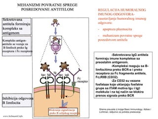 -Sekretovana IgG antitela
formiraju imune komplekse sa
preostalim antigenom.
-Kompleksi reaguju sa B-
limfocitima preko BCR-a i preko
receptora za Fc fragmenta antitela,
FcγRIIB (CD32).
-Za CD32 su vezane
fosfataze koje uklanjaju fosfatne
grupe sa ITAM motiva Igα i Igβ
molekula i na taj način se blokira
prenos signala preko BCR
REGULACIJA HUMORALNOG
IMUNOG ODGOVORA-
zaustavljanje humoralnog imunog
odgovora:
- apoptoza plazmocita
- mehanizam povratne sprege
posredstvom antitela
Shema preuzeta iz knjige Basic Immunology, Abbas i
Lichtman, iskljućivo za potrebe predavanja
www.belimantil.info
 