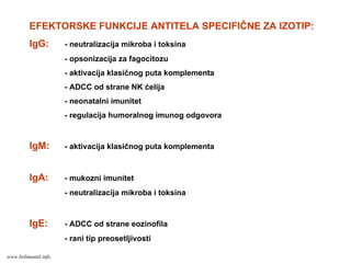 EFEKTORSKE FUNKCIJE ANTITELA SPECIFIČNE ZA IZOTIP:
IgG: - neutralizacija mikroba i toksina
- opsonizacija za fagocitozu
- aktivacija klasičnog puta komplementa
- ADCC od strane NK ćelija
- neonatalni imunitet
- regulacija humoralnog imunog odgovora
IgM: - aktivacija klasičnog puta komplementa
IgA: - mukozni imunitet
- neutralizacija mikroba i toksina
IgE: - ADCC od strane eozinofila
- rani tip preosetljivosti
www.belimantil.info
 