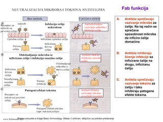 A. Antitela sprečavaju
vezivanje mikroba za
ćelije. Na taj način se
sprečava
sposobnost mikroba
da inficira ćelije
domaćina
B. Antitela inhibiraju
širenje infekcije sa
inficirane ćelije na
drugu, inficiranu
ćeliju
C. Antitela sprečavaju
vezivanje toksina za
ćeliju i tako
inhibiraju patogene
efekte toksina.
Fab funkcija
Shema preuzeta iz knjige Basic Immunology, Abbas i Lichtman, iskljućivo za potrebe predavanjawww.belimantil.info
 