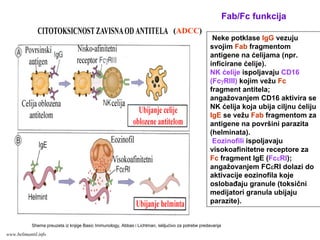 Neke potklase IgG vezuju
svojim Fab fragmentom
antigene na ćelijama (npr.
inficirane ćelije).
NK ćelije ispoljavaju CD16
(FcγRIII) kojim vežu Fc
fragment antitela;
angažovanjem CD16 aktivira se
NK ćelija koja ubija ciljnu ćeliju
IgE se vežu Fab fragmentom za
antigene na površini parazita
(helminata).
Eozinofili ispoljavaju
visokoafinitetne receptore za
Fc fragment IgE (FcεRI);
angažovanjem FCεRI dolazi do
aktivacije eozinofila koje
oslobađaju granule (toksični
medijatori granula ubijaju
parazite).
Fab/Fc funkcija
(ADCC)
Shema preuzeta iz knjige Basic Immunology, Abbas i Lichtman, iskljućivo za potrebe predavanja
www.belimantil.info
 